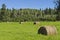 Rolled bales of hay in green field