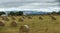 Rolled bales of hay with wind turbines in the background