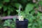 Rolled banknote money twenty Thai baht and young plant grow up from the small black plant pot with blur nature background