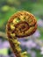 Rolled Fern Frond