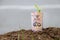 Rolled fifty baht banknote of Thailand and young plant grow up from the soil