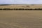 Rolled hay bales in a dry agricultural field in regional Australia