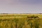 Rolled hay bales on the Saskatchewan prairie