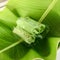 Rolled pancakes in the banana leaf base