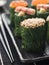 Rolled Spinach Three Ways-Snow Crab Toasted Sesame