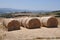 Rolled straw after the harvest