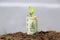 Rolled twenty baht banknote of Thailand and young plant grow up from the soil