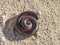 Rolled up giant african millipede in Namibia