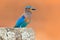 Roller from Sri Lanka, Asia. Nice colour light blue bird Indian Roller sitting on the stone with orange background. Birdwatching