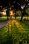 Rollerblader skating on a path in a park at sunset