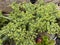 Rollers spurge, Euphorbia myrsinites