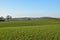 Rolling English countryside and fields planted with crops with hedgerows in the distance