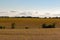 Rolling field of Ripe Soya beans ready for harvest