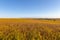 Rolling field of Ripe Soya beans (soybeans) ready for harvest