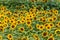 A rolling field on which a yellow sunflower grows