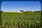 Rolling field of young corn field on a farm in Gretna Nebraska