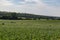 Rolling field of Young corn field somewhere in Omaha Nebraska