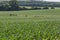 Rolling field of Young corn field somewhere in Omaha Nebraska