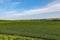 Rolling field of Young corn field somewhere in Omaha Nebraska