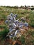 rolling flowers, eryngium, blue,