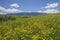 Rolling grassy meadow flowers and golden grass mountains wildflowers