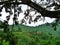 Rolling green hills outside Bandipur, Nepal framed by branches of tree