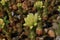 `Rolling Hen and Chicks` flowers - Jovibarba Globifera subsp. Hirta