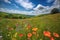 rolling hills with blooming wildflowers, perfect for a summer picnic