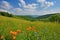 rolling hills with blooming wildflowers, surrounded by blue sky