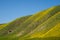 Rolling hills of Carrizo Plain National Monument are covered in yellow wildflowers hillside daisies during the California