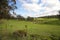 Rolling hills and cattle grazing Southern Highlands Australia