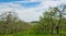 Rolling hills are covered with apple trees just beginning to fill with blossoms.