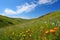 rolling hills covered in wildflowers, with clear blue sky visible