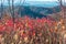 Rolling Hills in the fall