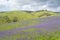 Rolling Hills, Fields of Salvation Jane, Fleurieu Peninsula, Sou