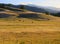 Rolling hills with grazing cattle