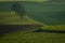 Rolling hills of green wheat fields. Amazing fairy minimalistic landscape