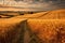 Rolling Hills With Neatly Lined Fields Of Golden Wheat. Generative AI