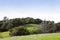 Rolling Hills with Oaks and Spring Grasses