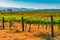 Rolling hills of Temecula Valley are filled with vineyards in California