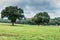 Rolling landscape with trees, animal shed of corrugated iron. Breinig, DE