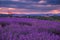 Rolling Lavendar Fields in Valensole France at Sunset