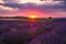 Rolling Lavendar Fields in Valensole France at Sunset