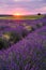 Rolling Lavendar Fields in Valensole France at Sunset