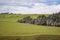 Rolling pasture with trees that bent to a side as has been constantly swept by strong winds in Southland, New Zealand.