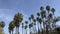 Rolling shot looking up at plentiful palm trees Santa Barbara California 4K