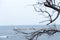 Rolling tree branches against the backdrop of the Black Sea.