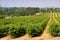 Rolling vineyards in California