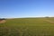 Rolling wheat fields under blue sky in winter