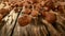 Rolling whole hazelnuts placed on wooden planks